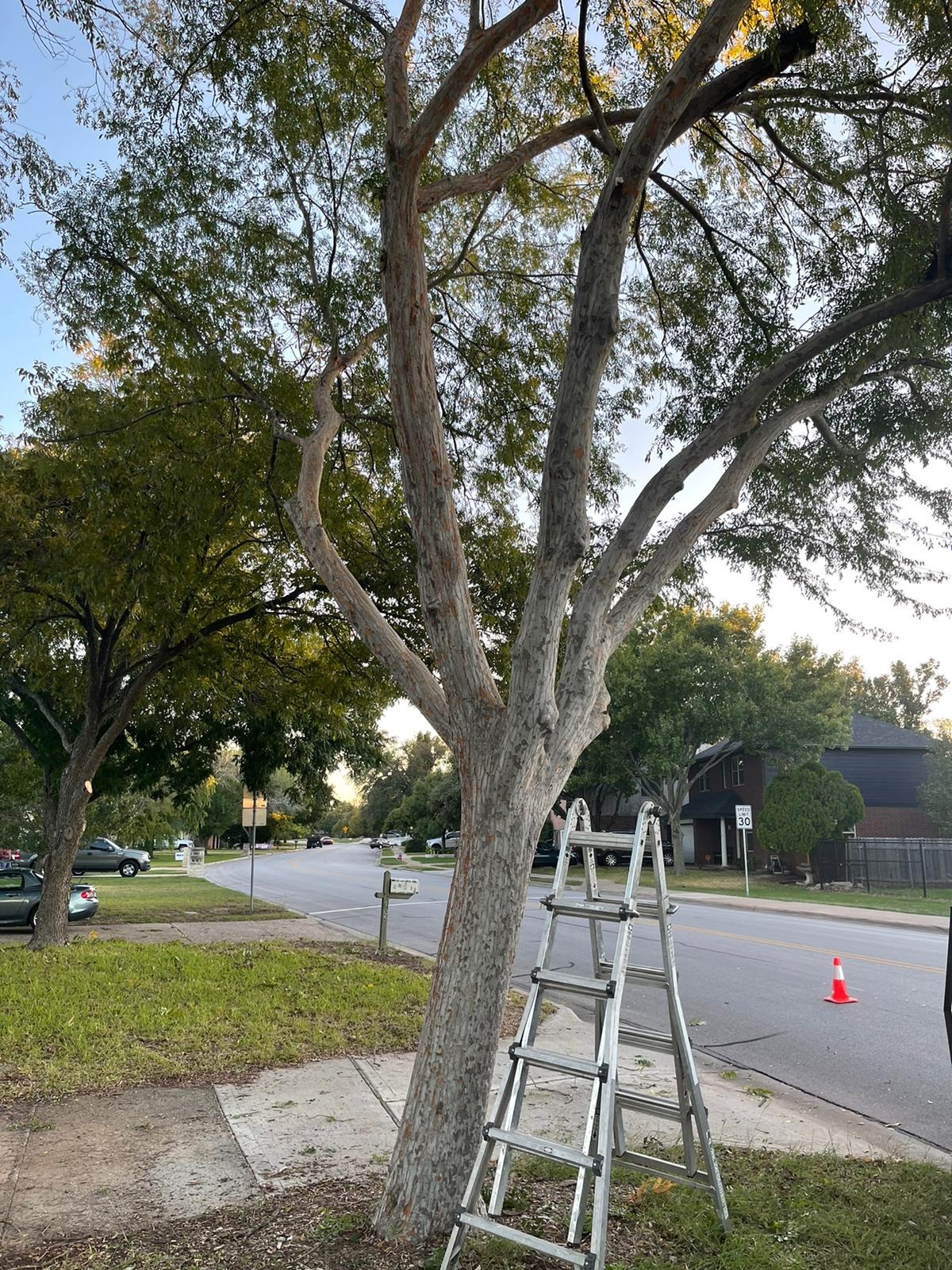Hector Tree Services Image